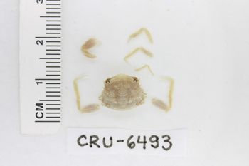 Media type: image;   Invertebrate Zoology CRU-6493 Description: Preserved specimen.;